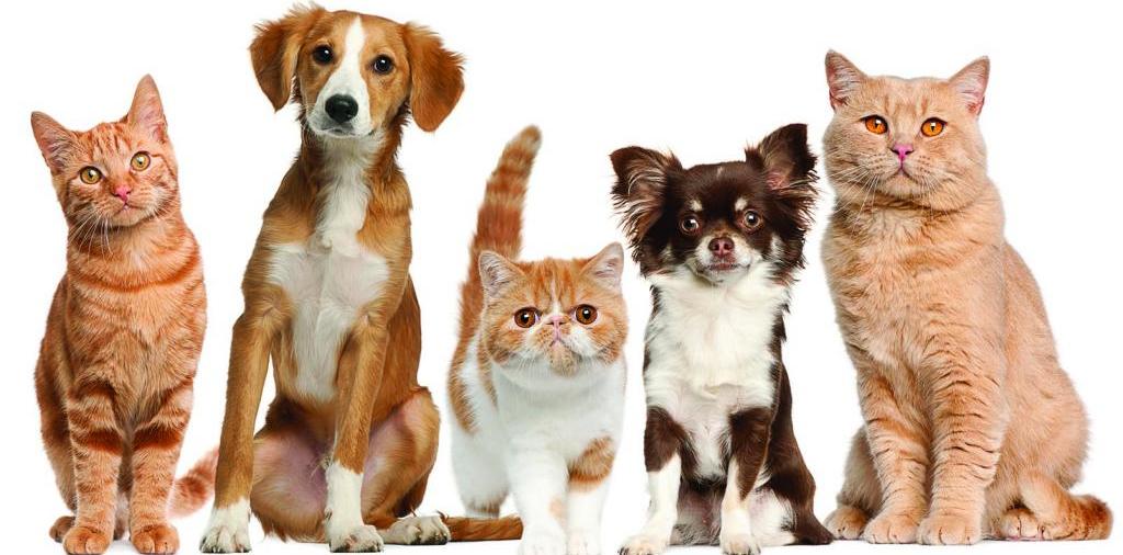 Доска объявлений о животных | ЗооТом - продажа, вязка и услуги для животных в Зуевке