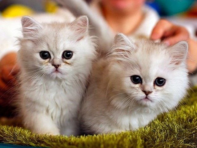 Породы кошек в Зуевке | ЗооТом портал о животных