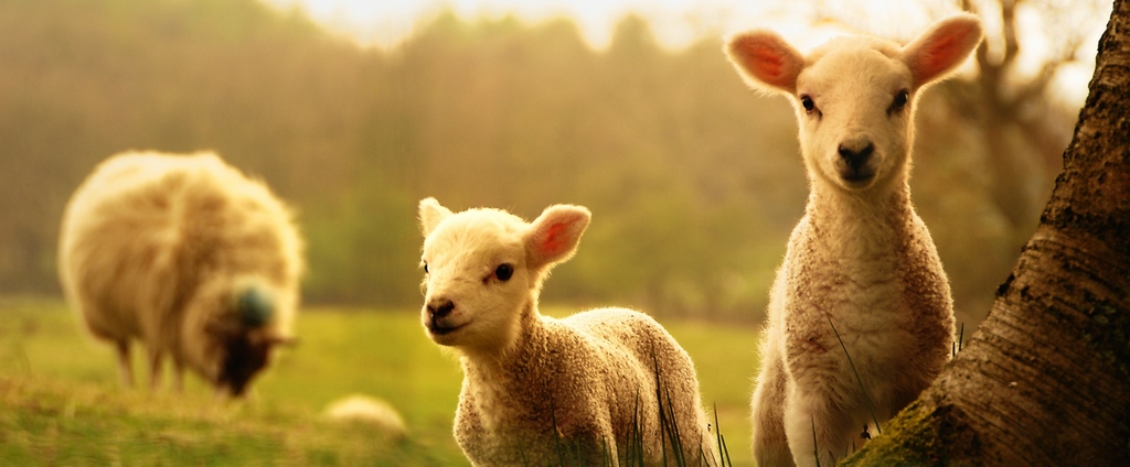 Объявления о сельскохозяйственных животных | ЗооТом - продажа, вязка и услуги для животных в Зуевке