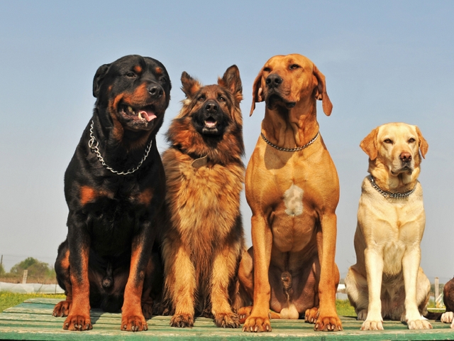 Крупные породы собак в Зуевке | ЗооТом портал о животных